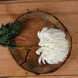 Large White Single Stem Chrysanthemum